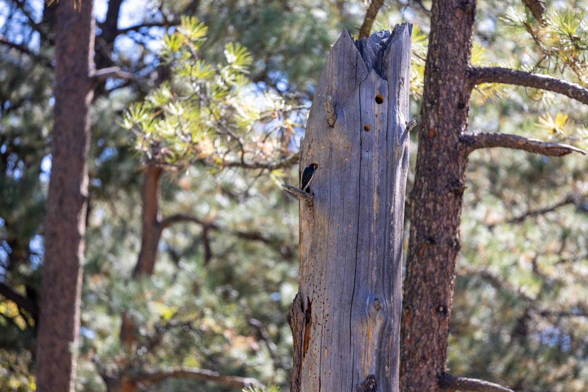 Ruidoso Lodge Cabin # 9 Eksteriør billede